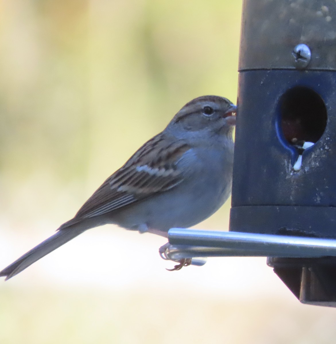 Карнатка білоброва - ML646996652