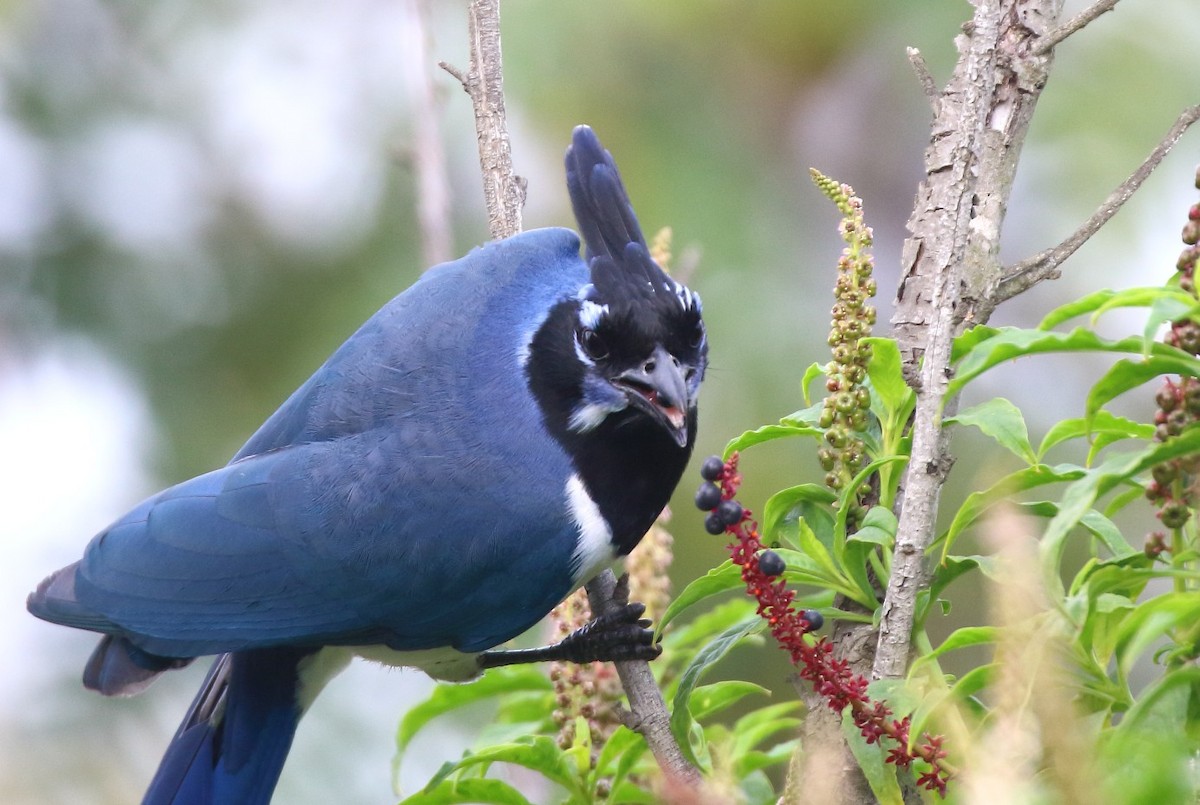 Сойка чорногорла - ML646996656