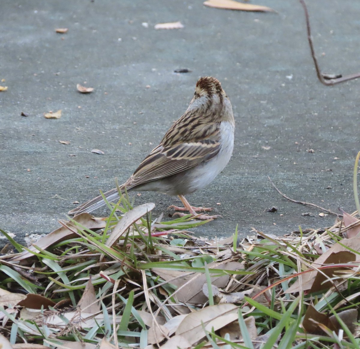 Карнатка білоброва - ML646996657