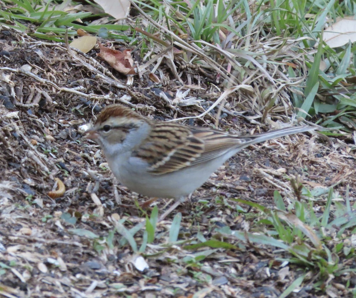 Карнатка білоброва - ML646996658