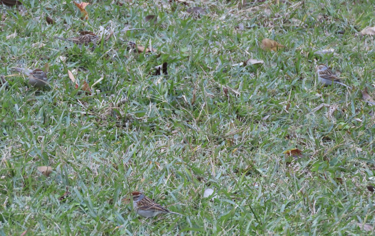 Карнатка білоброва - ML646996659