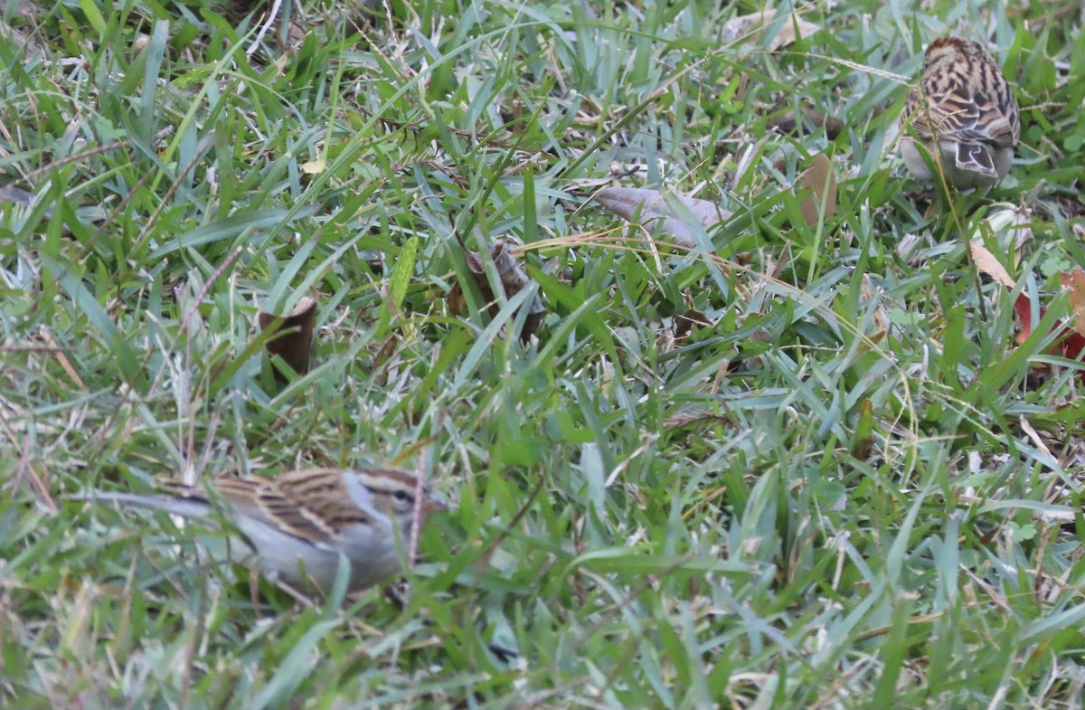 Карнатка білоброва - ML646996660