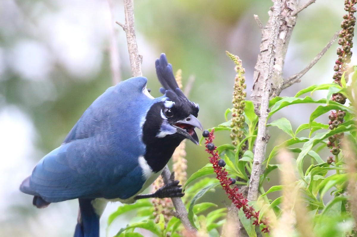 Сойка чорногорла - ML646996662