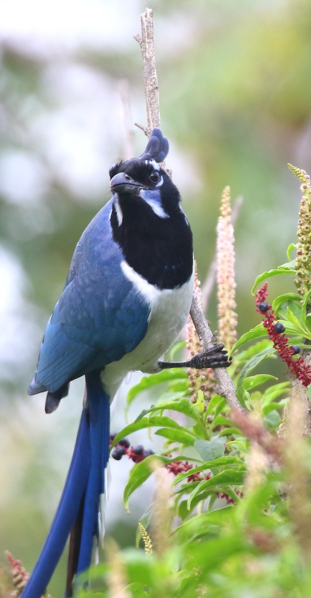 Сойка чорногорла - ML646996666