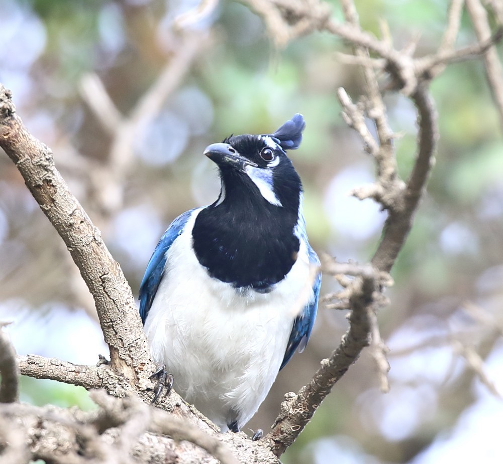 Сойка чорногорла - ML646996667