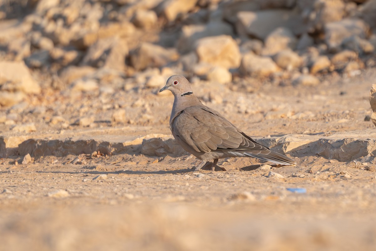 תור צווארון - ML646996668