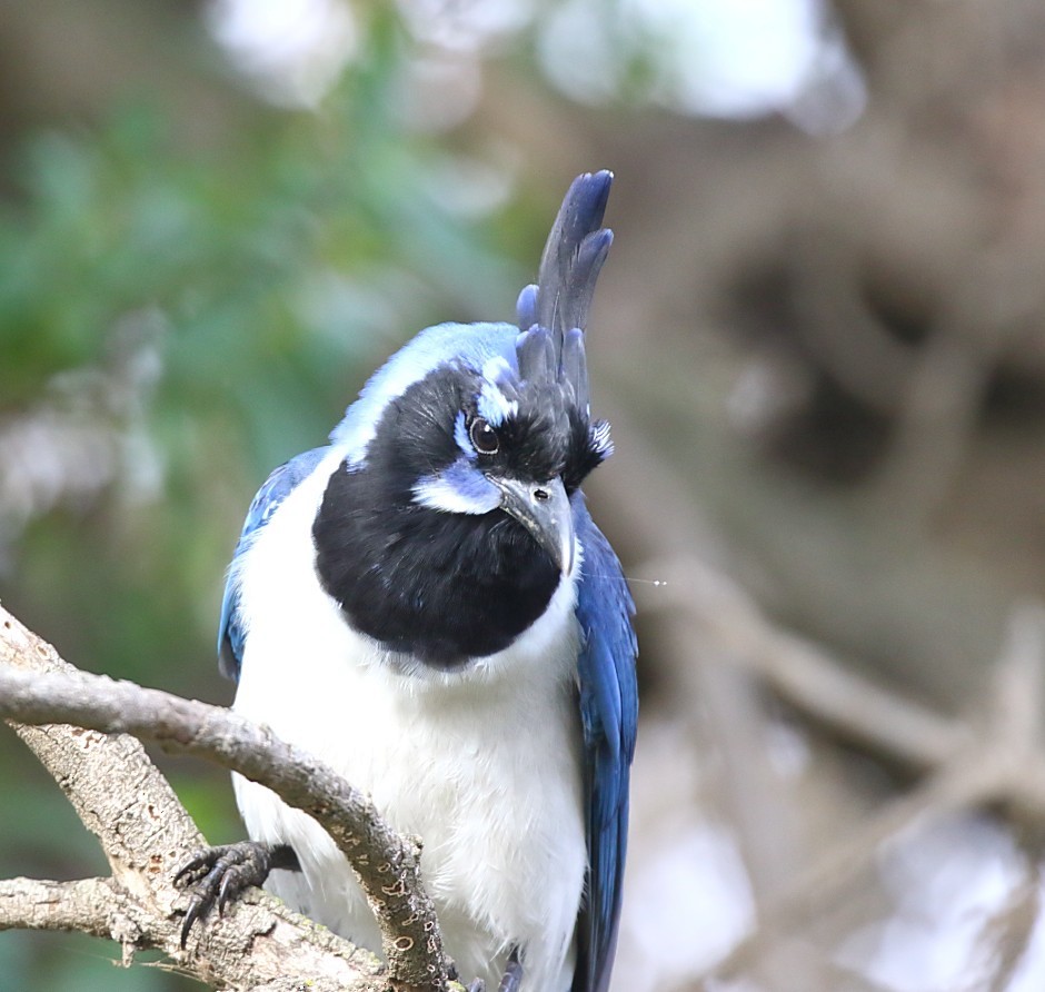 Сойка чорногорла - ML646996670