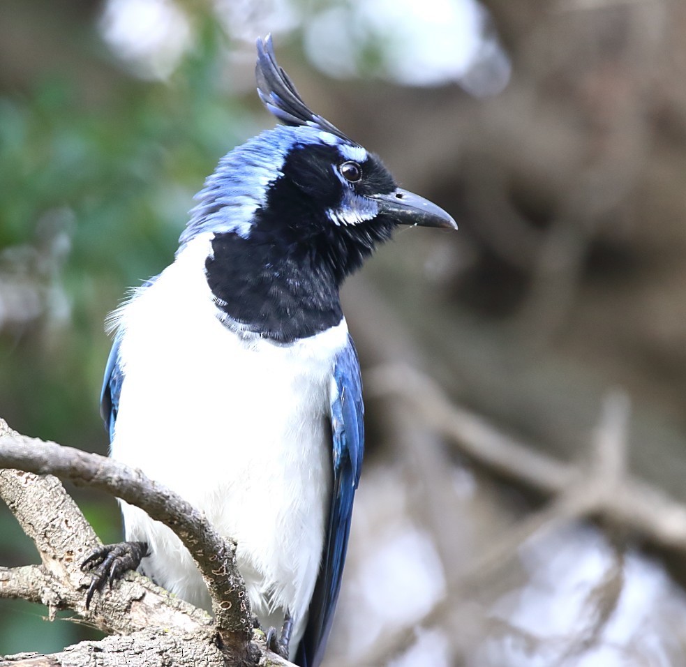 Сойка чорногорла - ML646996675