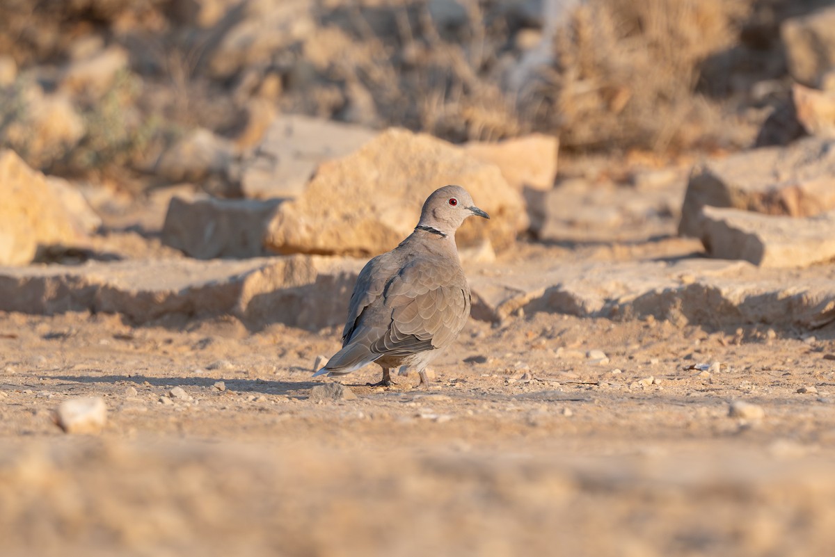 תור צווארון - ML646996676