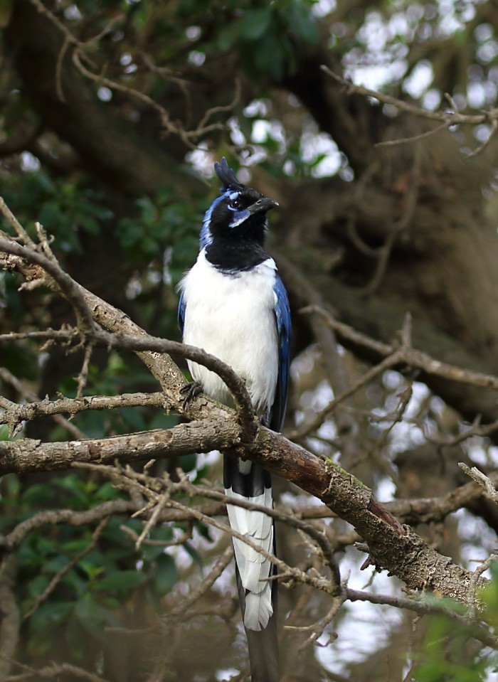 Сойка чорногорла - ML646996677