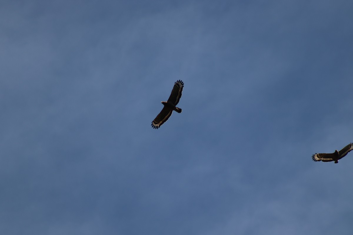 Crested Serpent-Eagle (Crested) - ML646996679