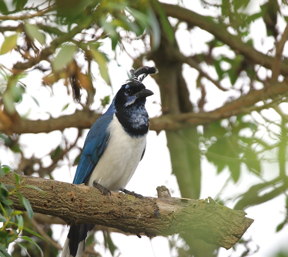 Сойка чорногорла - ML646996680