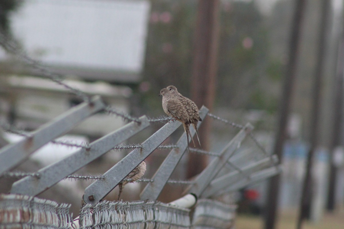 holoubek mexický - ML646996682