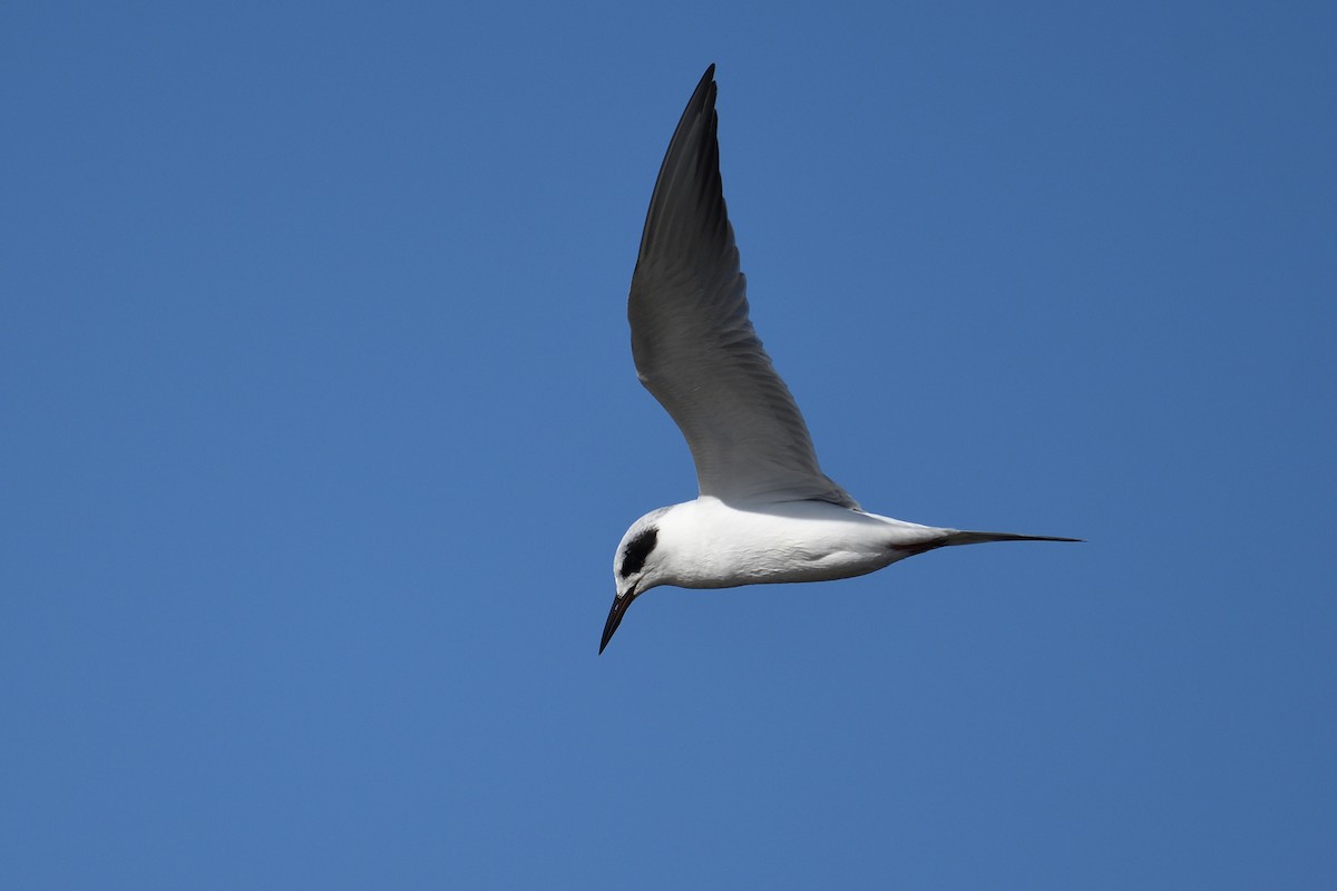 Forster's Tern - ML646996687