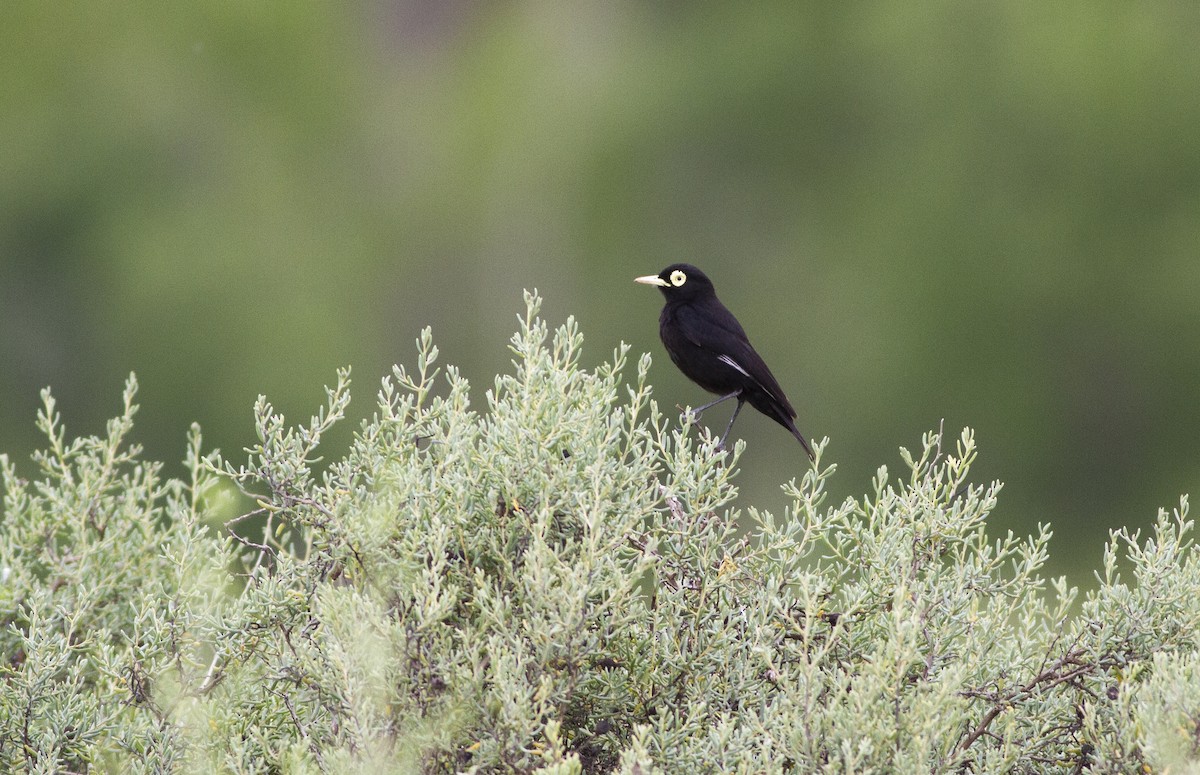 brilletyrann - ML646996689