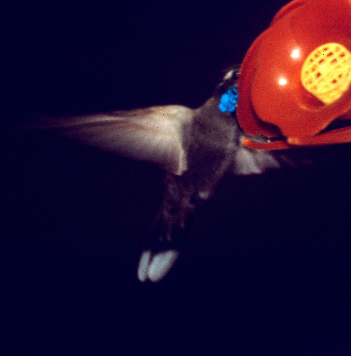 blåstrupejuvel - ML646996690