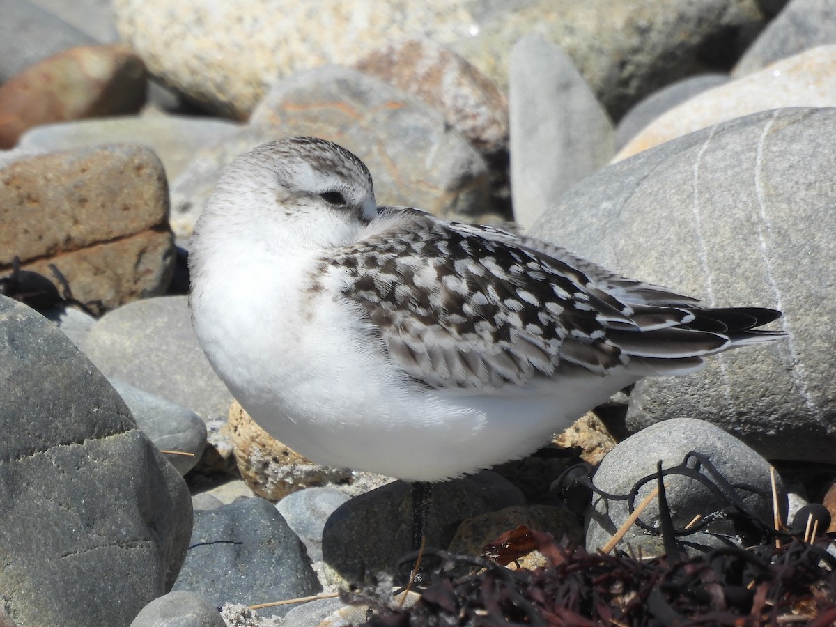 sandløper - ML646996691