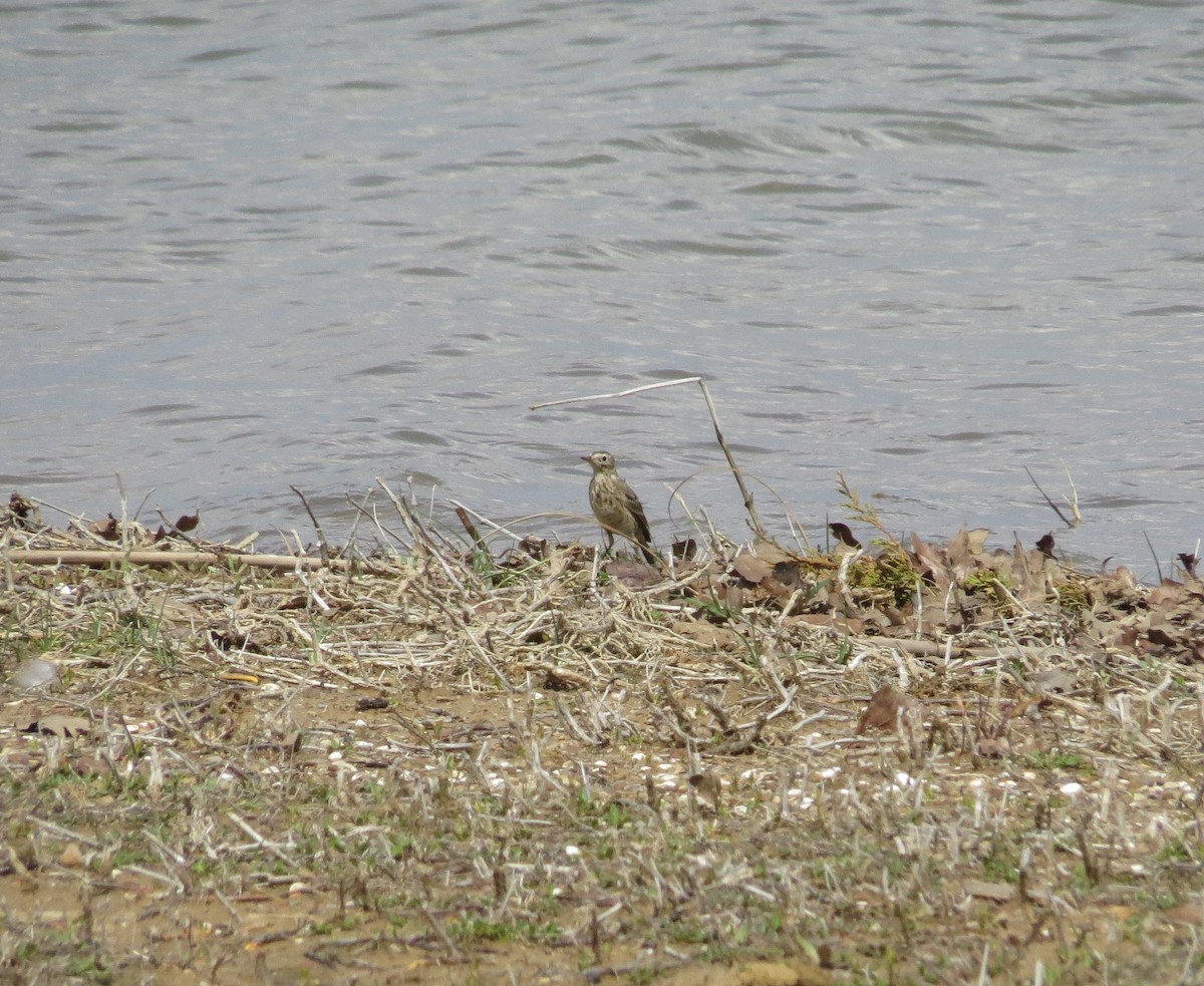 Bisbita Norteamericano - ML646996692