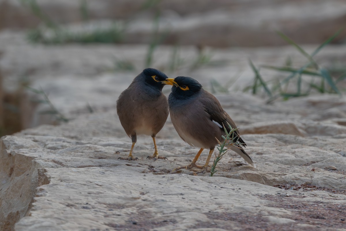 Common Myna - ML646996694