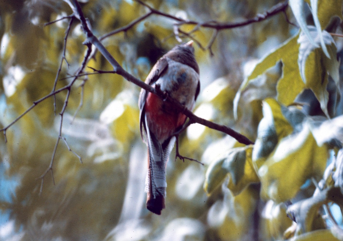 kobberstjerttrogon - ML646996698