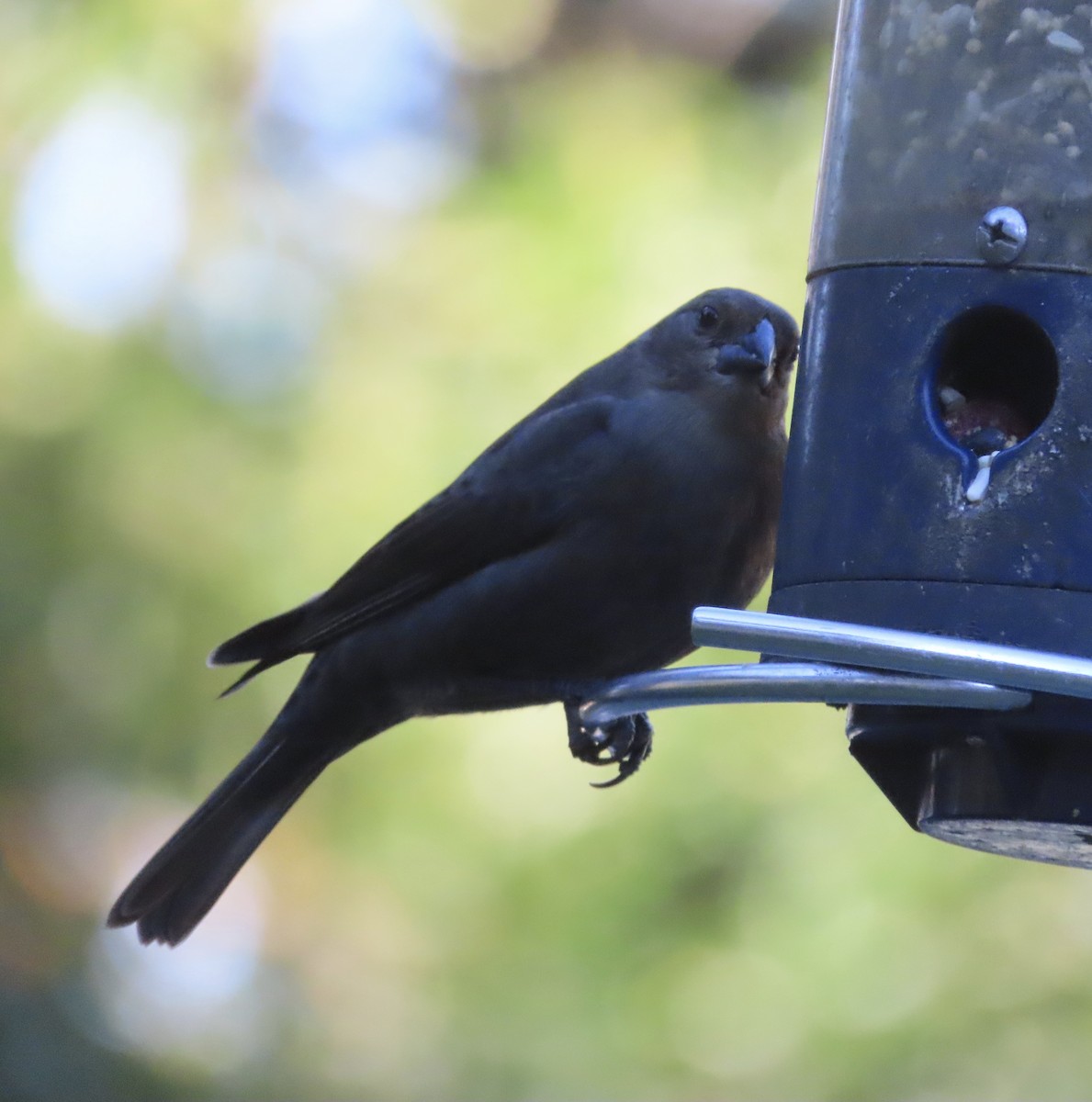 Вашер буроголовий - ML646996699