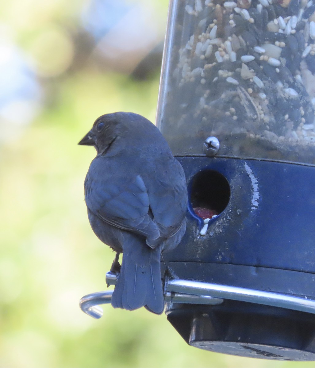 Вашер буроголовий - ML646996700