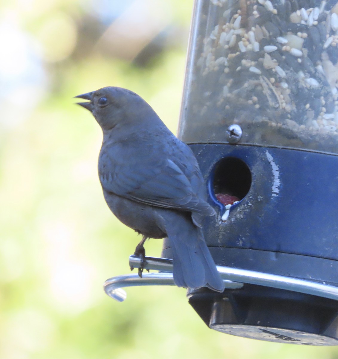 Вашер буроголовий - ML646996701