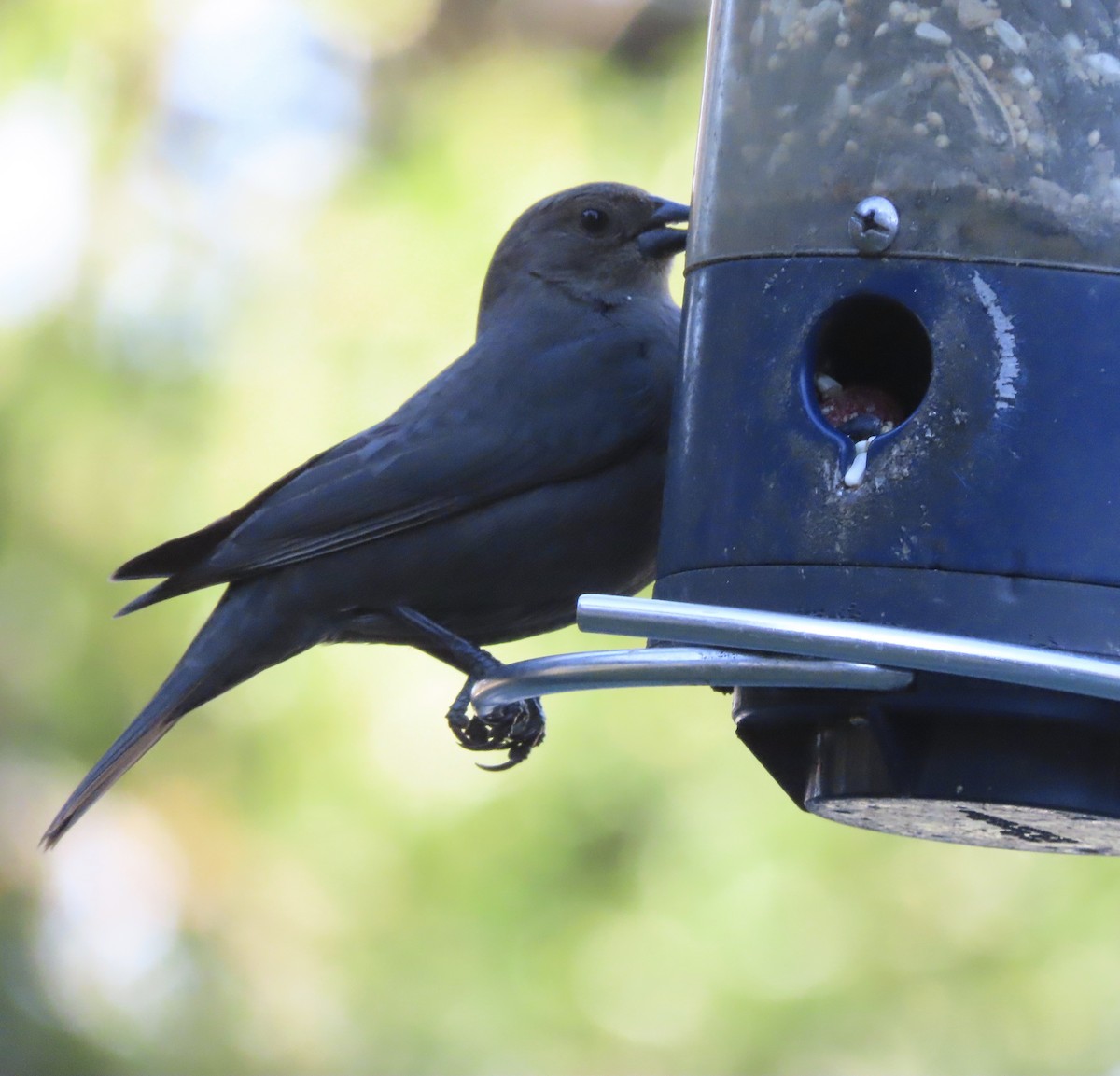 Вашер буроголовий - ML646996702