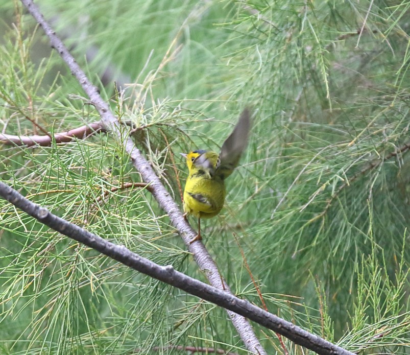 Болотянка мала - ML646996703