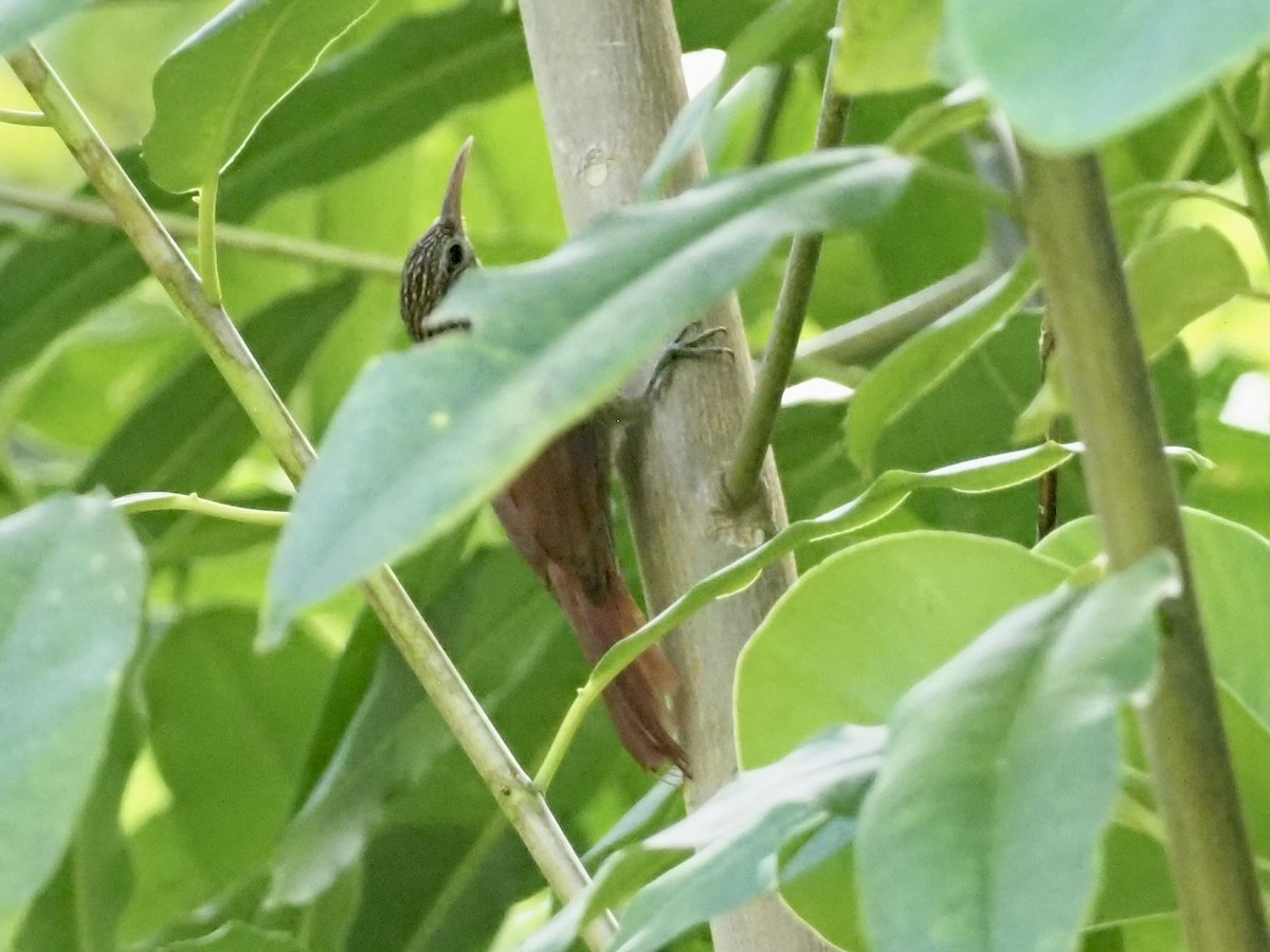 Streak-headed Woodcreeper - ML646996709