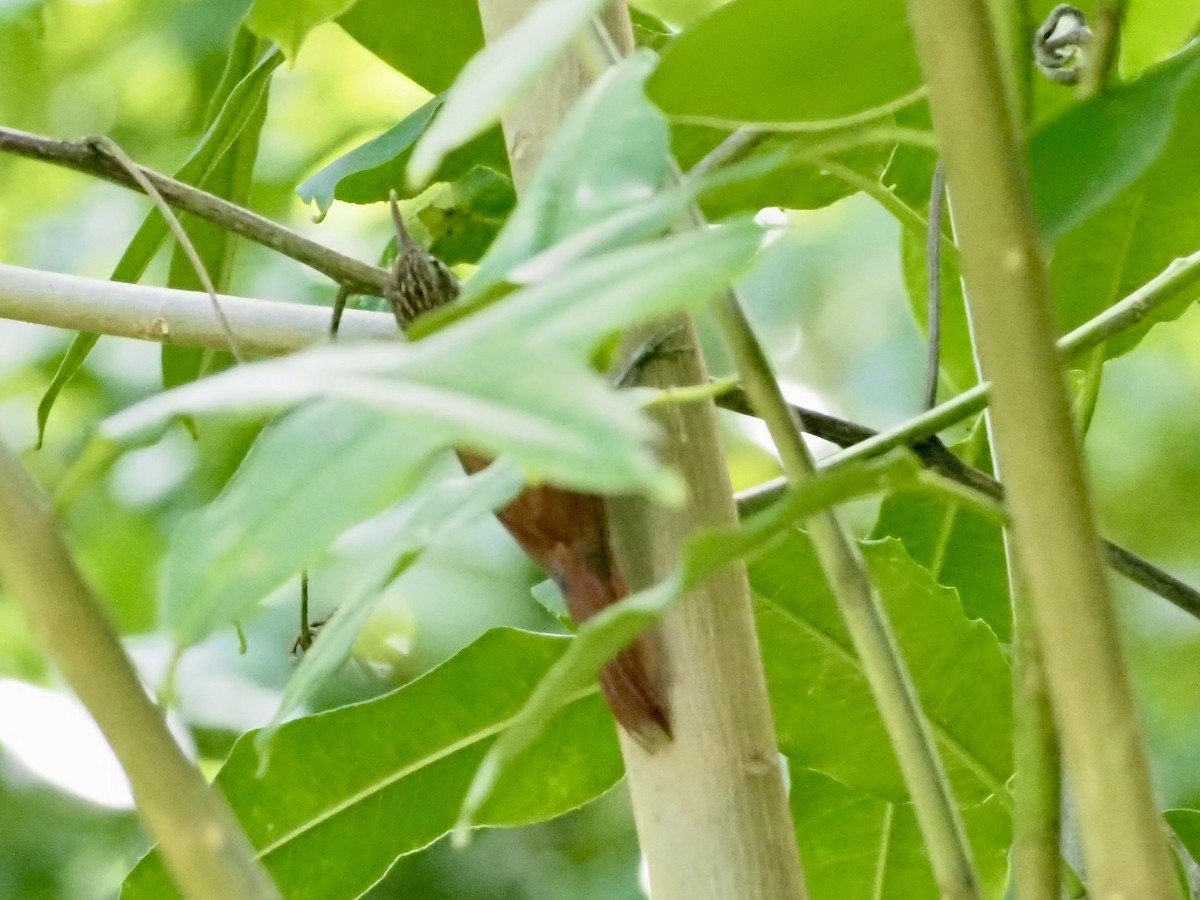 Streak-headed Woodcreeper - ML646996710