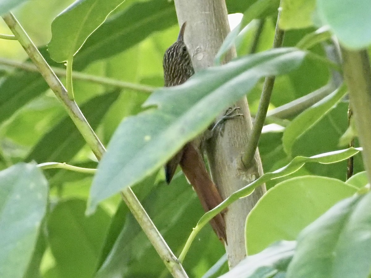 Streak-headed Woodcreeper - ML646996711