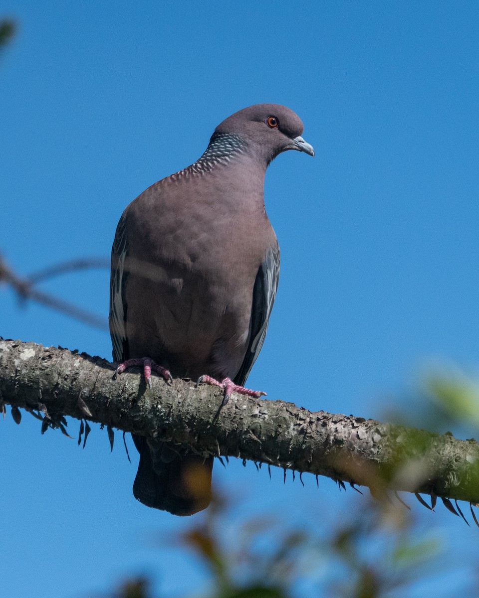 Paloma Picazuró - ML646996715