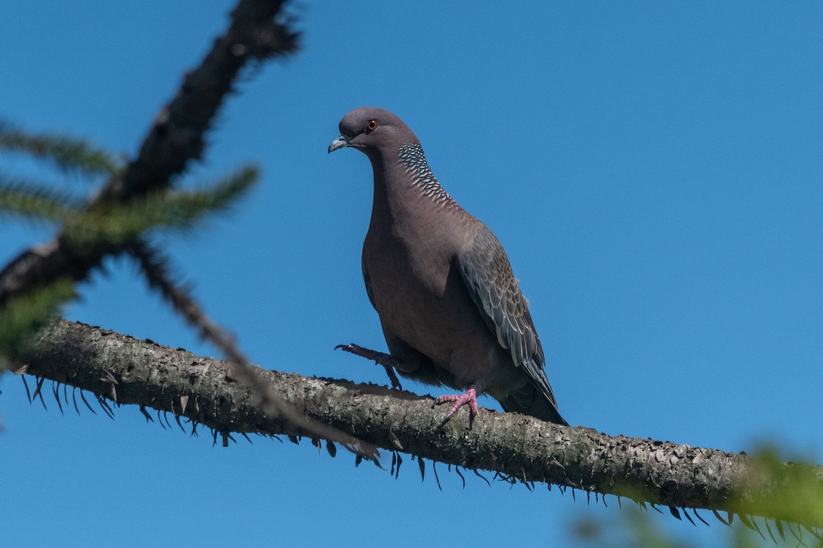 Paloma Picazuró - ML646996716