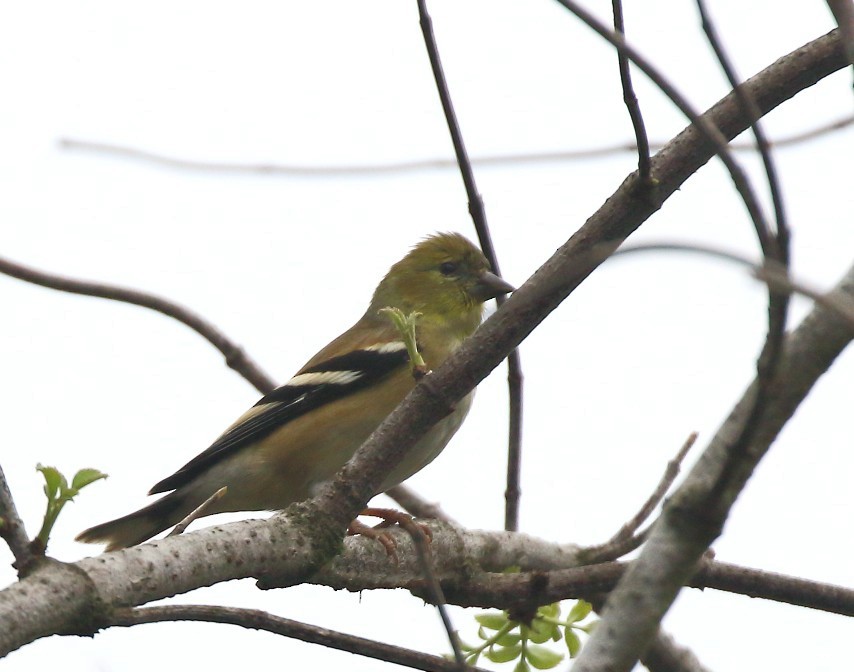 Чиж золотий - ML646996718