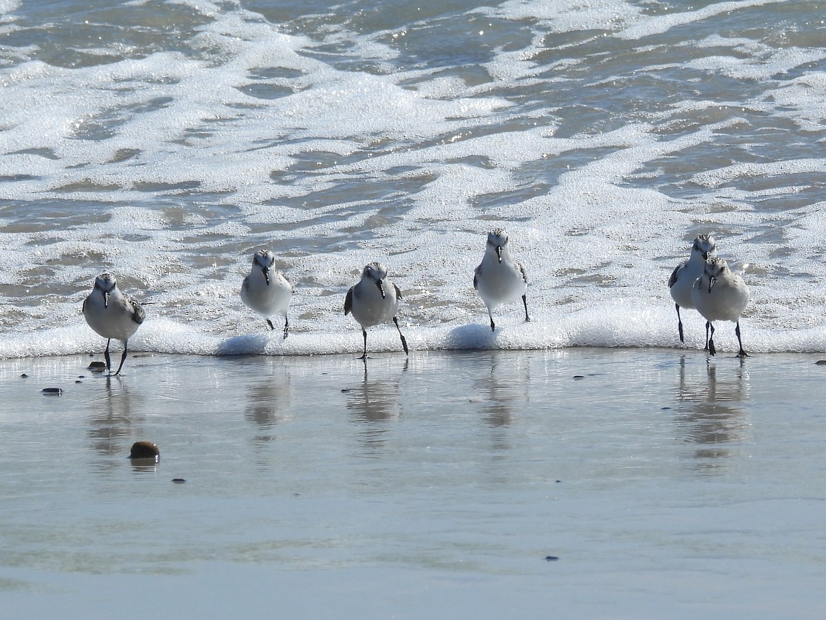 sandløper - ML646996719