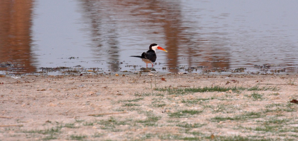 afrikasaksenebb - ML646996727