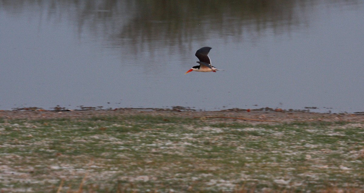 afrikasaksenebb - ML646996728