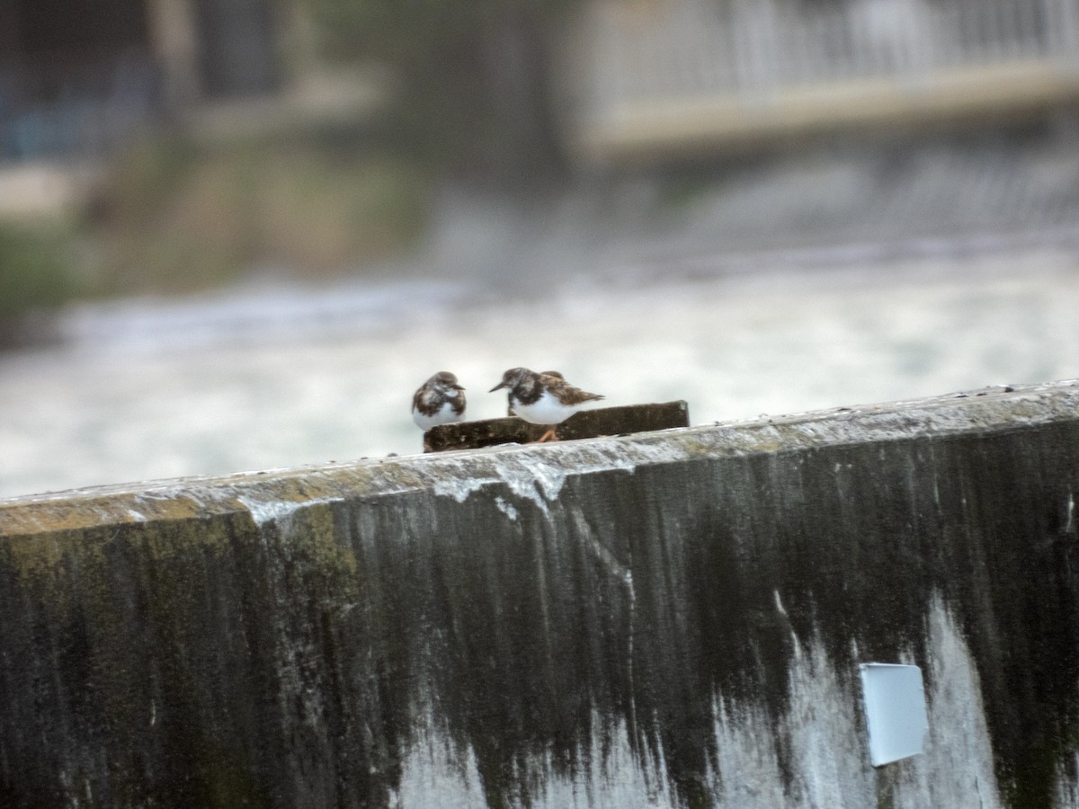 Ruddy Turnstone - ML646996731
