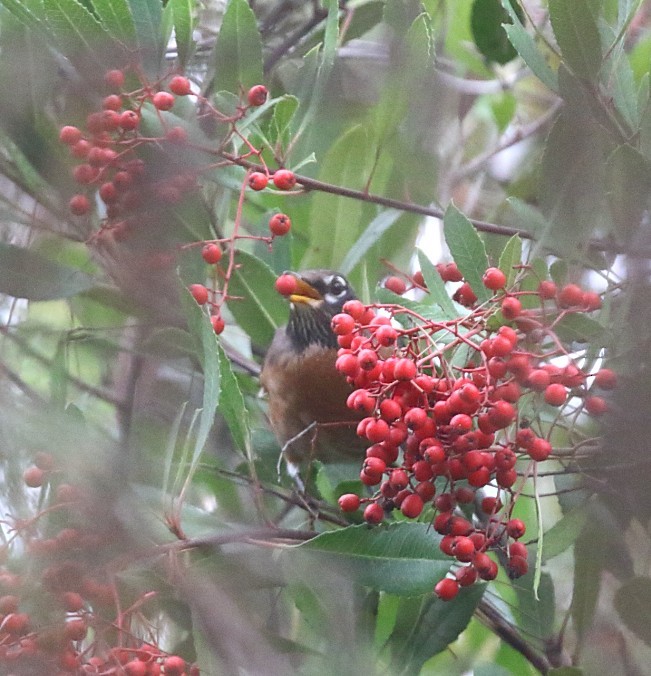 Дрізд мандрівний - ML646996733