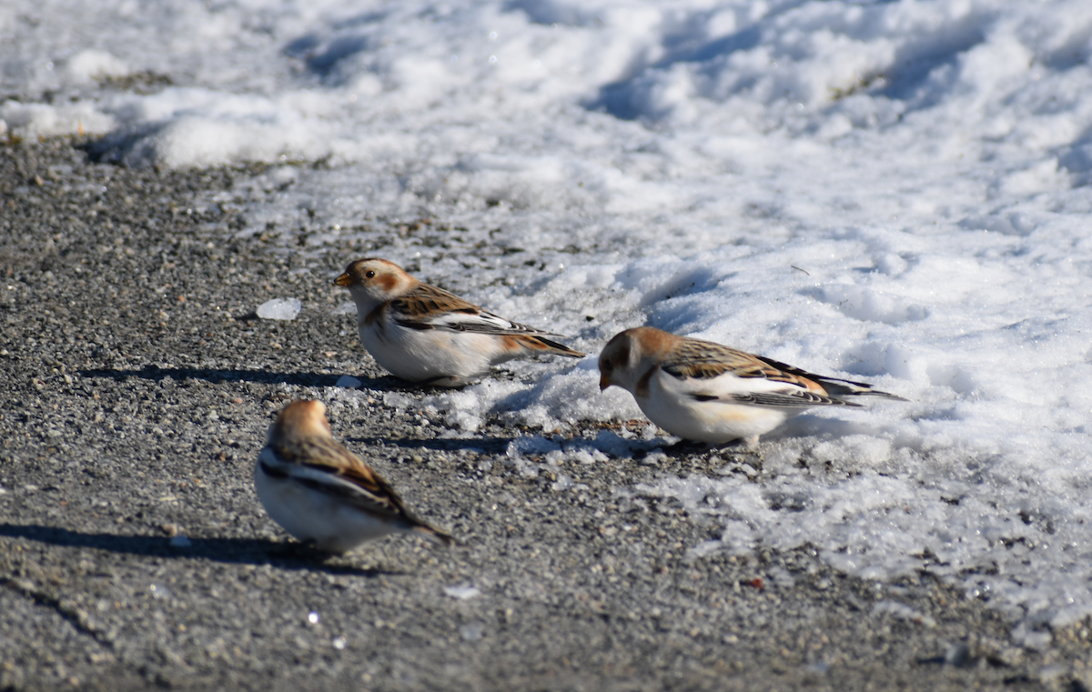 Snow Bunting - ML646996738