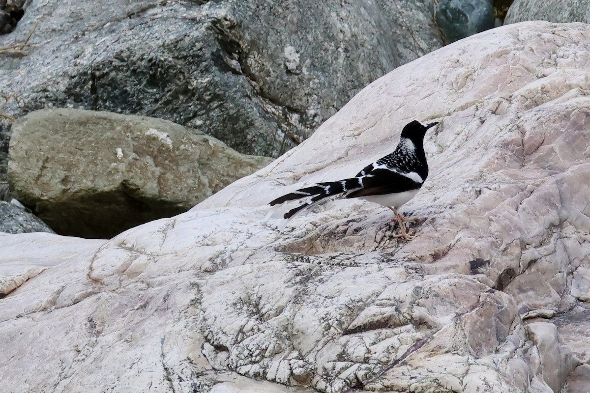 Spotted Forktail - ML646996740