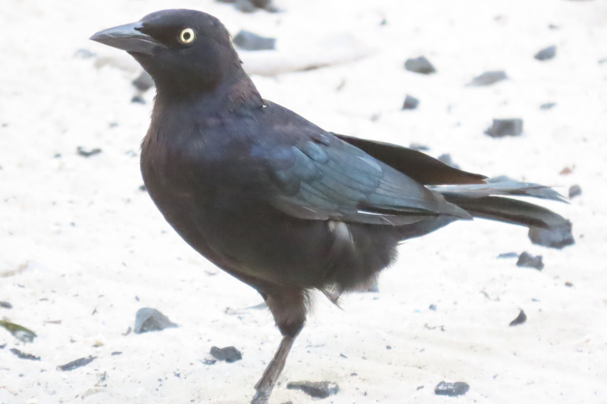 Carib Grackle - ML646996741