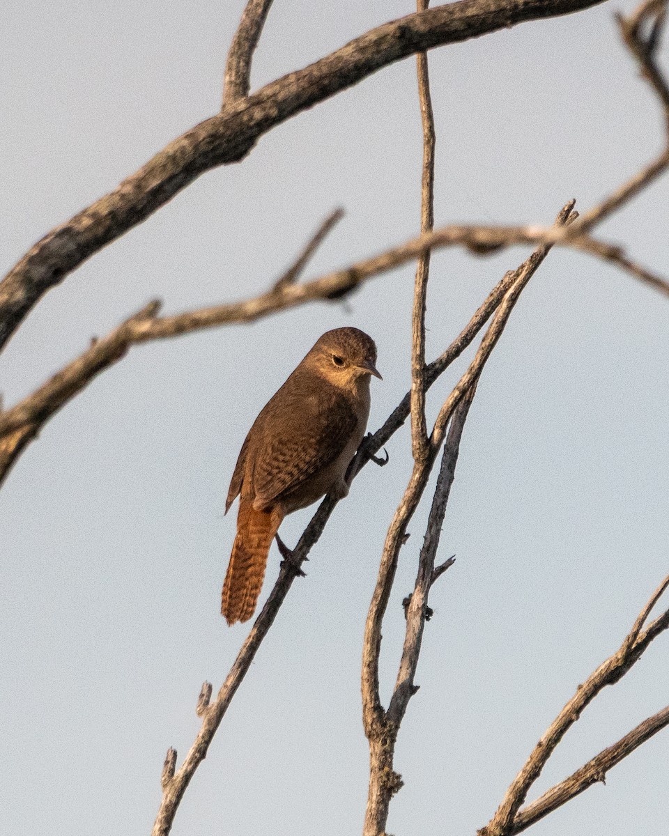 Southern House Wren - ML646996742