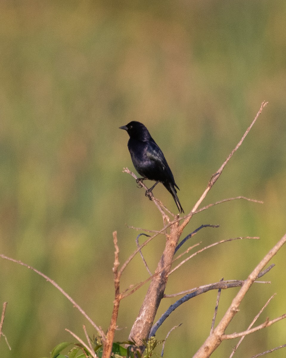Shiny Cowbird - ML646996746