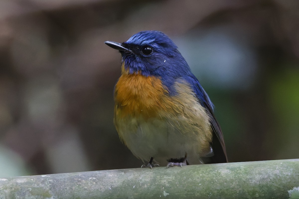 Indochinese Blue Flycatcher - ML646996747