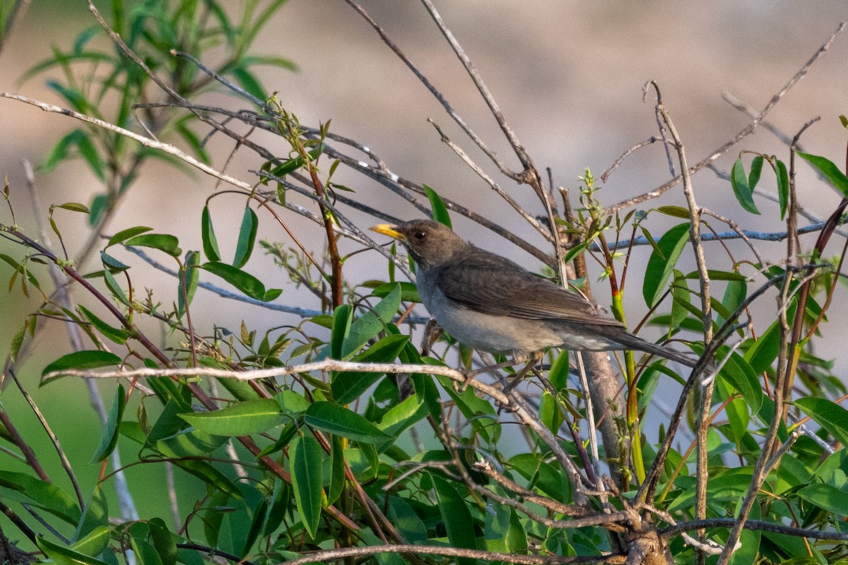 Creamy-bellied Thrush - ML646996748