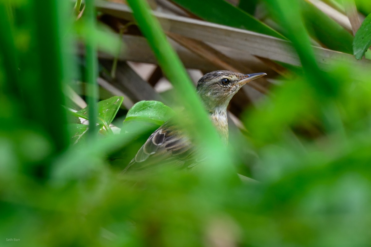 Pallas's Grasshopper Warbler - ML646996750