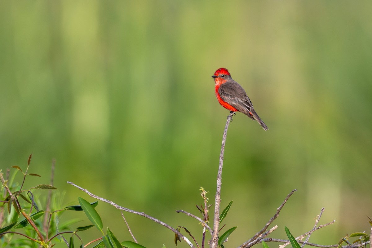 Vermilion Flycatcher - ML646996751