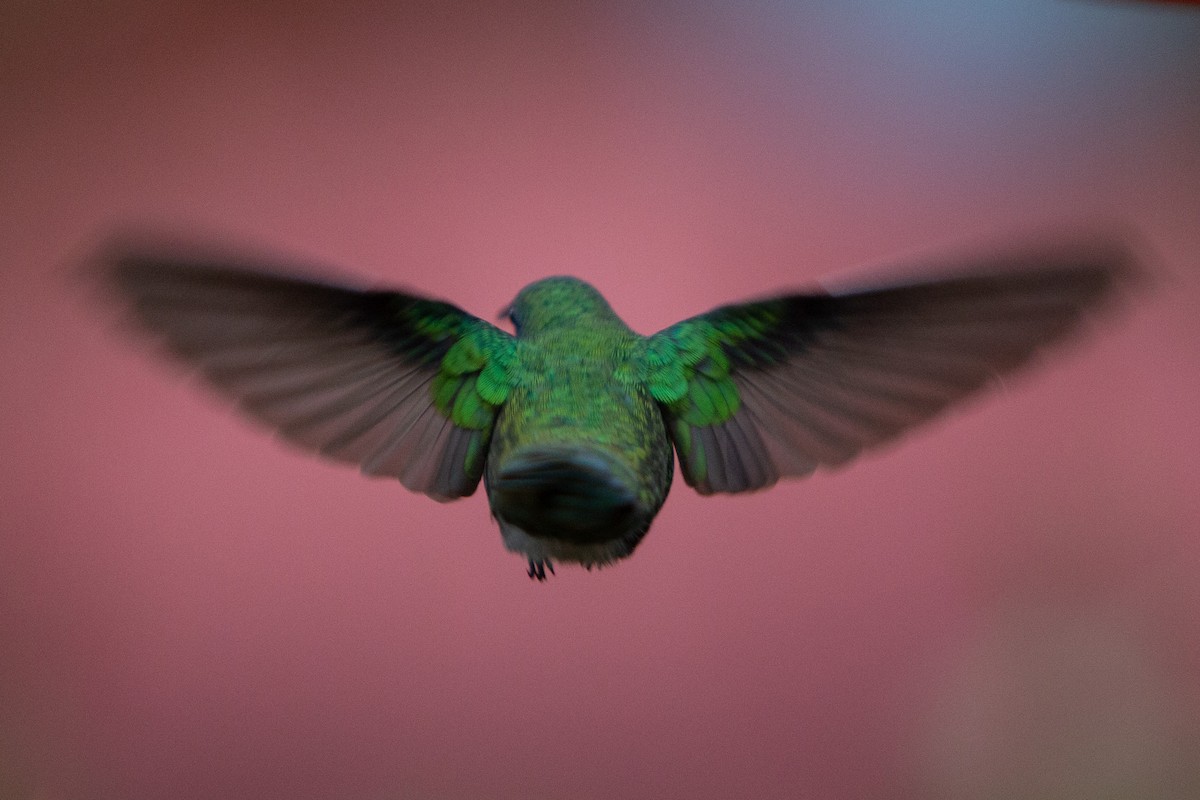 Lesser Violetear - ML646996753